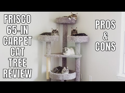 Frisco 65-in Carpet Cat Tree Review | Pros & Cons