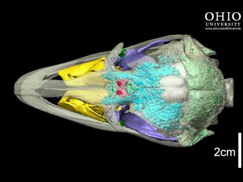 Ostrich skull with brain endocast & air spaces - roll