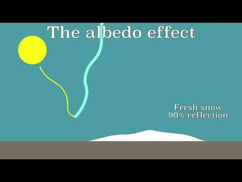 image-Do forests have high albedo?