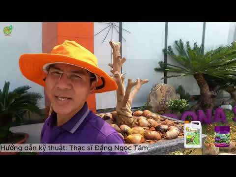 TẠO RỄ LẤY ĐỌT CHO MAI VÀNG