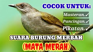 Download lagu Suara burung merbah |paling di cariDIJAMIN LANGSUNG ESMOSI!!! mp3