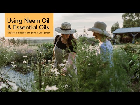 Using Neem Oil & Essential Oils to Control Diseases & Pests in Your Cut Flower Garden
