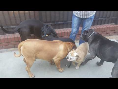 SARA PIES AGRESYWNY DO INNYCH PSÓW