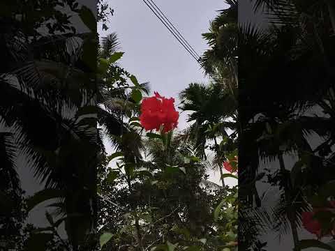 Beautiful Red Flower #shorts #youtubeshorts