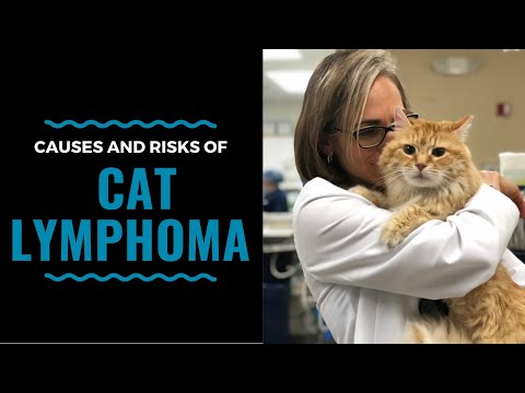 Causes and Risks of Cat Lymphoma and Leukemia: VLOG 97