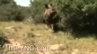 Rhino still Alive had his Horn Ripped Off by Hunters