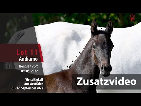 Online-Auktion Lot 11 Andiamo Hengst v. Anchorman - Dschehim ox - Zusatzvideo