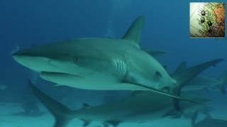 preview picture of video 'AMAZING!!! 100 SHARKS AROUND - Buceando con 100 tiburones - BAHAMAS'