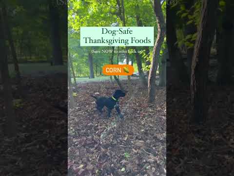 🦃 Thanksgiving Foods that ARE safe for your dog