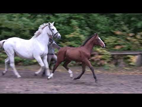 Ultraviolet  (Valdiviani x Sir Lui)