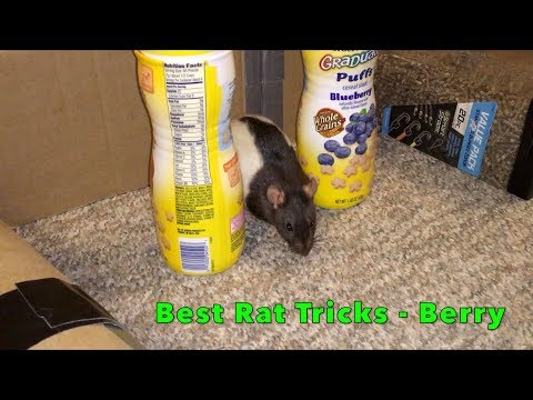 Blackberry's Best Tricks (Rat Trick Compilation)