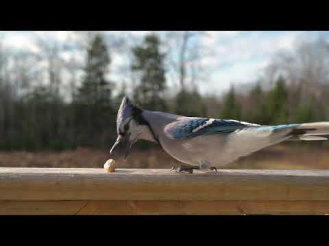BlueJays taking peanuts
