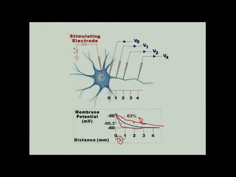 Propagation of Action Potentials