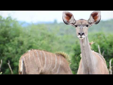 RHULANI MINUTE SAFARI - Kudu watching us