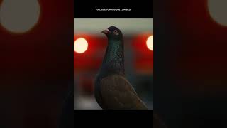 Download lagu BUY MARKET PIGEONS FOR 50 THOUSAND IDR mp3