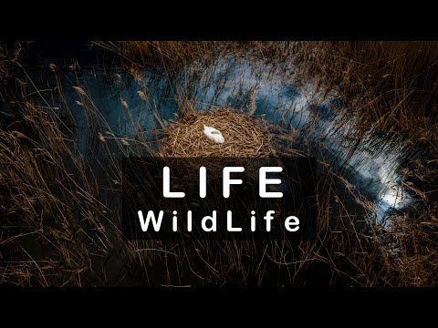 L I F E - WildLife with Mavic AIR 2 4k - Cinematic