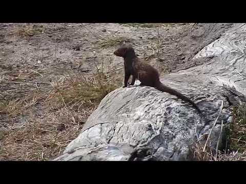 Djuma: Dwarf Mongoose group running around-Pt:2 - 11:43 - 08/29/20