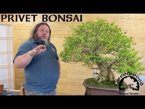 Cutting back a large privet bonsai - Greenwood Bonsai