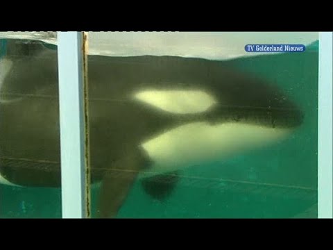 GLD Nieuws 21 oktober 2010 - Nieuws