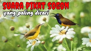 Download lagu Suara Pikat Sogon Terbaru Paling Dicari Pemikat Burung mp3