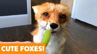 Funny Adorable Foxes | Funny Pet Videos