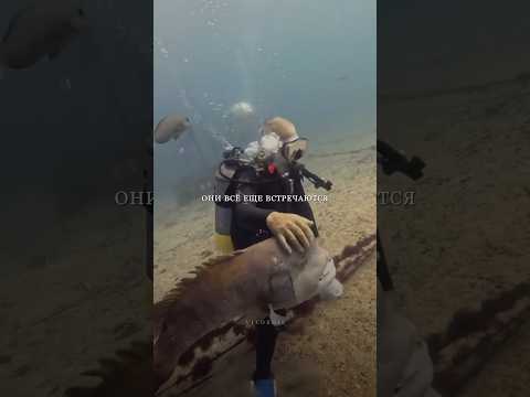 Невероятная дружба человека и рыбы.