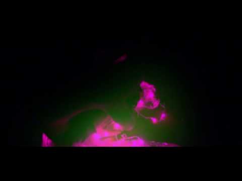 FOQUE - Seog feat. David Gomes