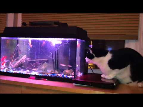 STRETCH FOOT SKANK,CONSCIOUS SOUNDS OUTERNATIONAL