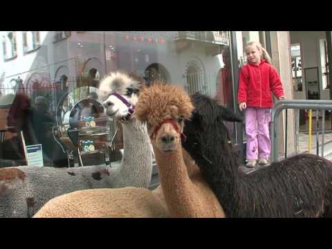 Stadt Brig (Video 2017)