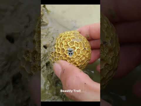 Best Metal Detector Finds💀🤯