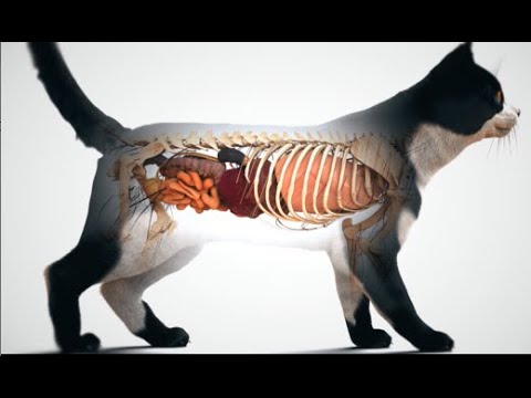 Bexacat for Cats - Bexagliflozin - 15-mg (30 tablets) - [Diabetes] Video