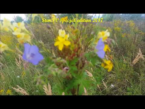 Bukiet polnych kwiatów dla Dziewczyny Narzeczonej Kochanki