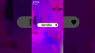 Download lagu Dugem dulu guys - VIP Club 🥳 #shorts #dugem #vipclub #cat #catlover #fyp #kucing #viral #trending mp3