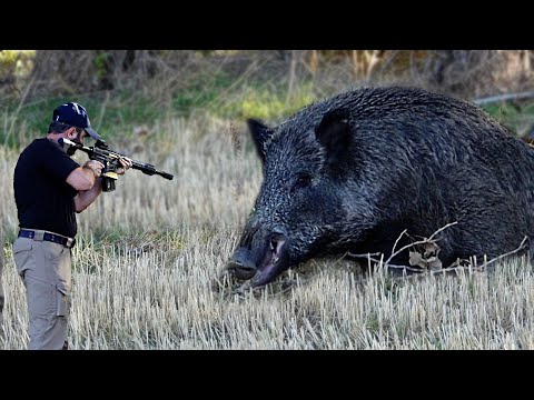 AMERICAN SNIPERS ARE SUPERB HUNTERS, Boar hunting is superb.