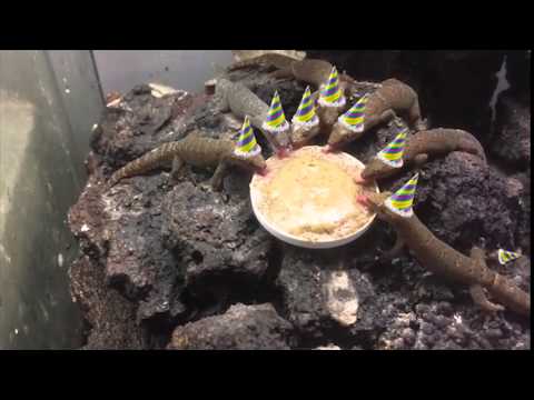 lizard party