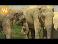 Asian Elephants Animals From All Continents