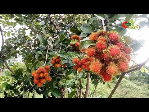 রাম্বুটান (Rambutan): বাংলাদেশেই হচ্ছে সুদর্শন ও সুস্বাদু রাম্বুটান