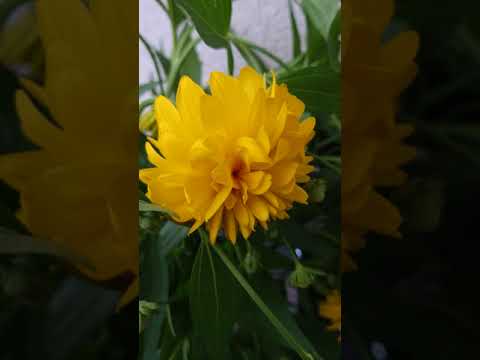 あなたの庭の外観を向上させることができる黄色の花の低木はどれですか? 14の刺激的な提案！  庭園