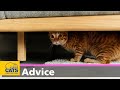 Shy cats | How to help a scared cat