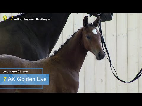 LOT 7 AK GOLDEN EYE