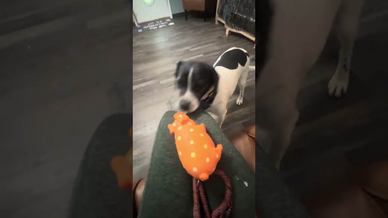 Nugget, a Adoptable mixed breed in Woburn, MA video 6/6