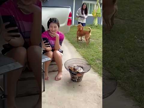 This Dog Ate Absolutely Everything! 😂 #funny #comedy #shortvideo #dontlaught #food #laugher