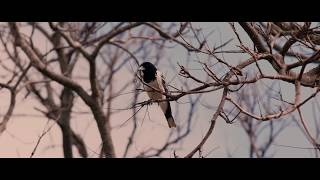 John Williamson - The Valley Of His Dreams