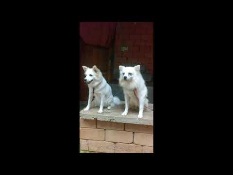 Enta Veetillae Pet dogട