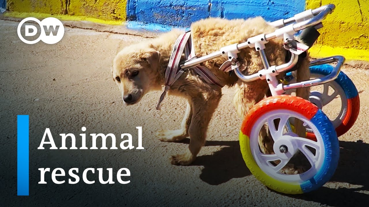 Saving abused animals – Dog rescue in Turkey