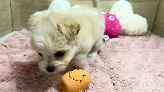 ハーフ犬の動画01