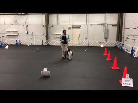 "Story" AKC Rally Novice Q/1st