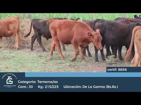 Lote M Y H - De la Garma Bs As