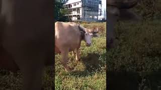 Download lagu My funny video with carabao😂 mp3