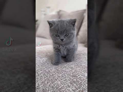 mala maca male mace se igraju igracka lutka